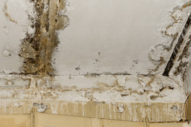  , USA Mold Remediation Pros